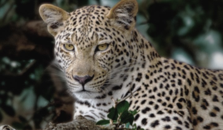 Ormandaki bir leoparın donuk ve neredeyse gri görüntüsünün üzerinden çizgiler animasyonlu bir şekilde geçerek bir süper bilgisayar karedeki unsurları analiz ediyormuş gibi bir etki yaratıyor. Bir lazerle leoparın silueti çizilir ve ardından görüntü daha parlak, keskin ve canlı hale gelir. Arka plan da soldan sağa doğru dönüşerek kontrast, derinlik ve renklerdeki iyileşmeyi gösterir. 