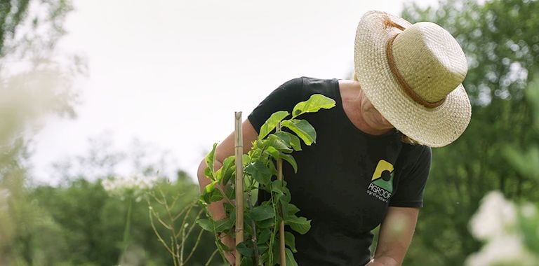 Woman planting plants