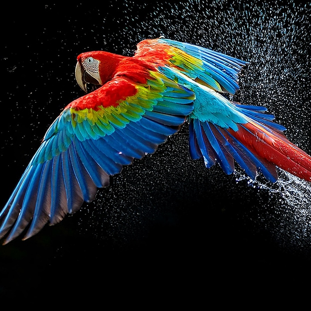 Colourful parrot in ultra-high definition against a black background. Water drops are suspended in the air all around it. The image showcases Perfect Colour as each different hue on the parrot's body is vibrant and vivid. The dark background with the detailed water splashes also highlights how the screen is reflection-free. Different logo certifications from UL and Intertek are visible. These refer to its 100% Colour Fidelity, 100% Colour Volume, and reflection-free claim. Text is also visible, check the Perfect Colour certification mark.