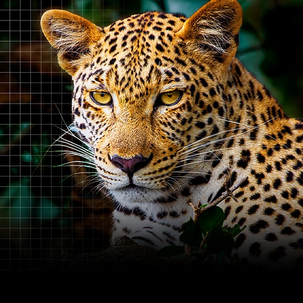 Lines animate across a very dull and almost grey image of a leopard in a forest as if a supercomputer is analyzing the elements in the frame. A laser traces the leopard's silhouette and then it is enhanced to be brighter, sharper, and more colourful. The background also transforms from left to right, now with improved contrast, depth, and colours. 