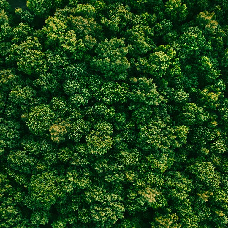 An aerial photo of green forest