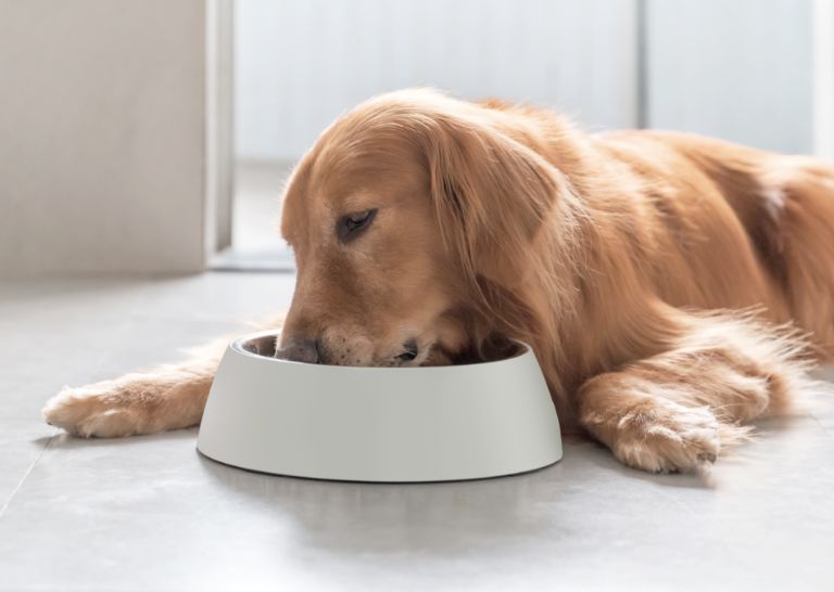 Pet products