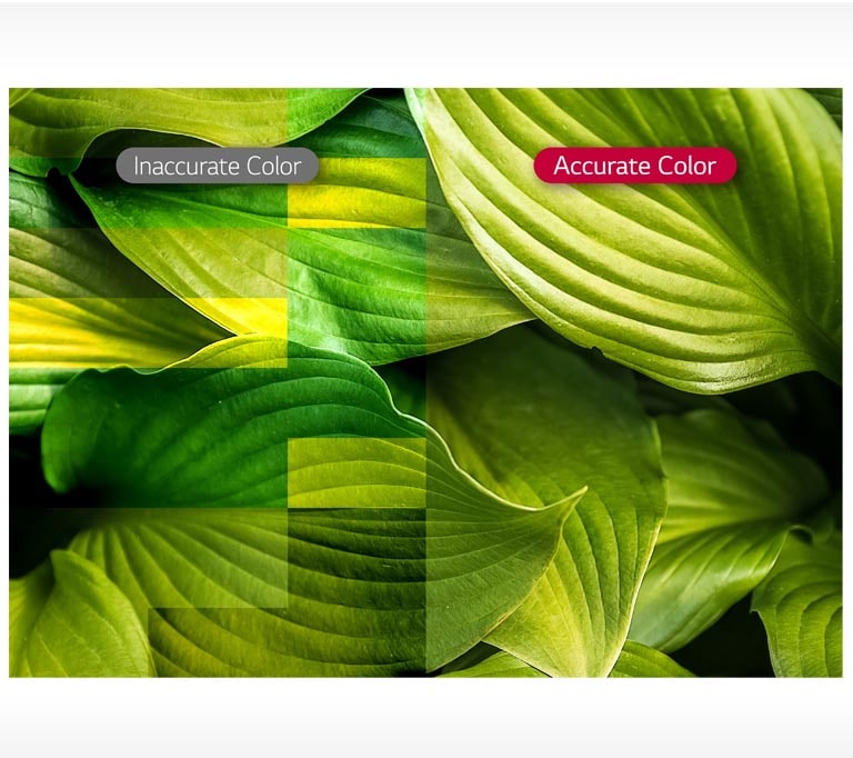 D08_ID-LBH-High-Brightness-06-Vividness-with-Color-Accuracy_1554342325981_1556091413235