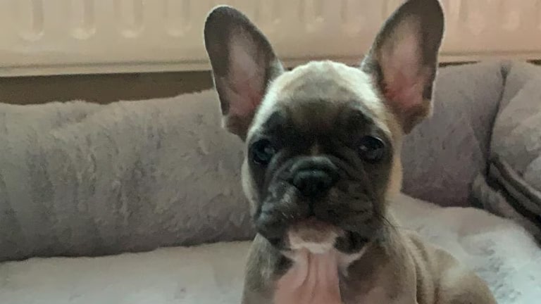 https://gp1prod.lg.com/content/dam/lge/gb/microsite/images/blog-list/uk-heating-blog-list-image-lg-pets.jpg
