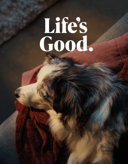 A dog sleeping comfortably on a red blanket.