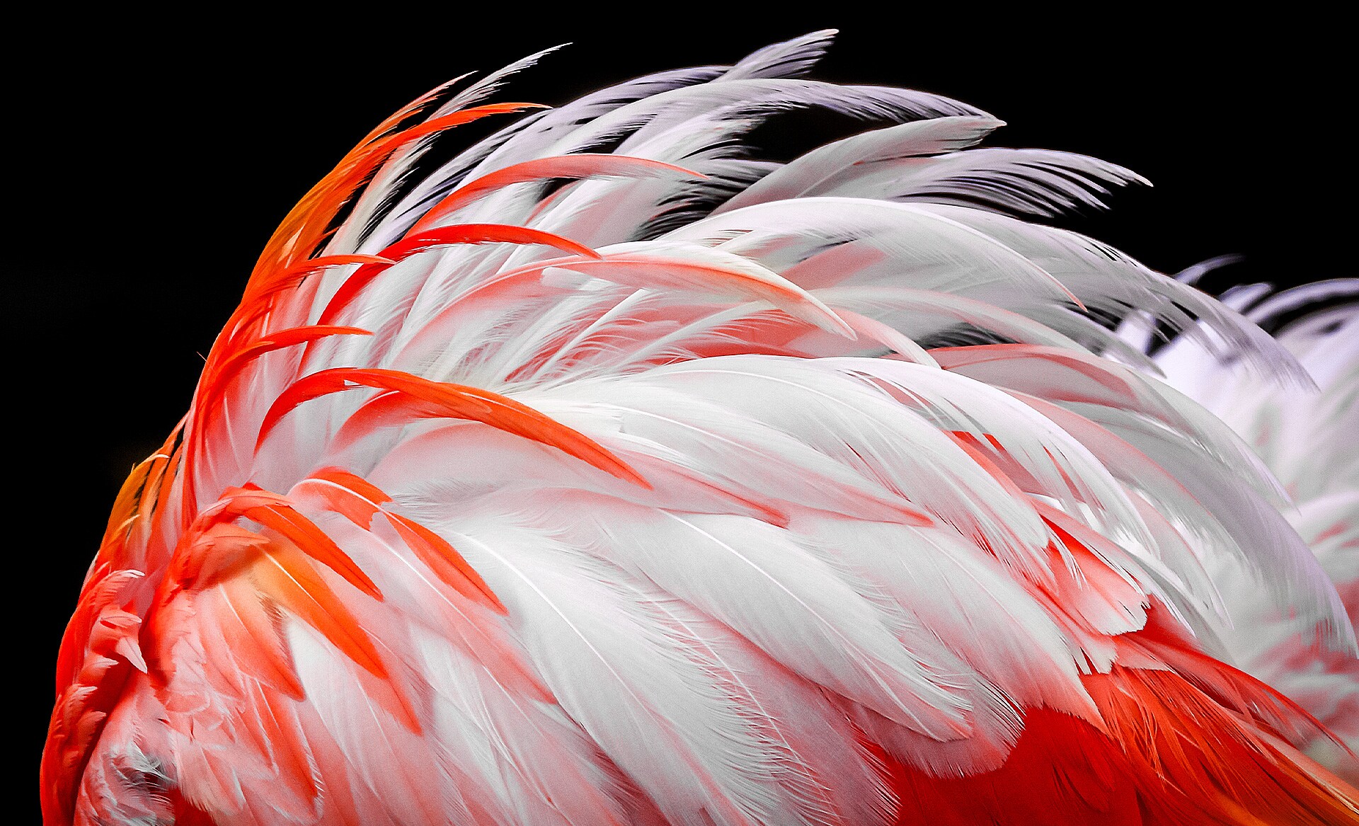 En la pantalla aparece una imagen apagada de plumas de flamenco blancas y naranjas. Se representan gradualmente haciéndose más brillantes en un 8 %, 13 %, 20 %, 23 %, 26 % y finalmente en un 30 %.