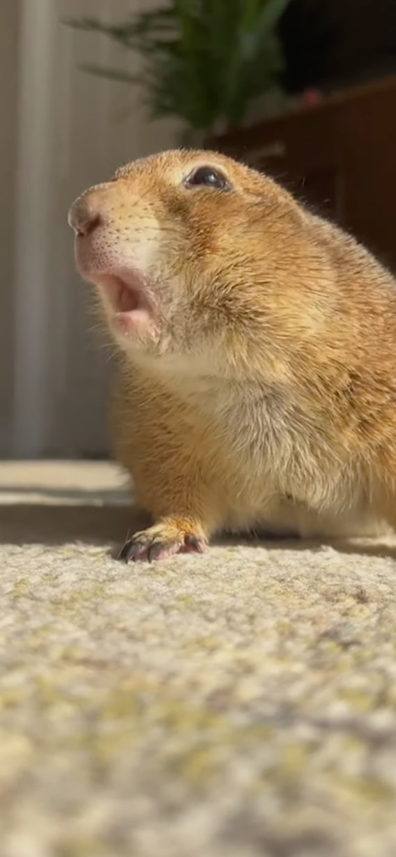 Close-up of a surprised prairie dog, evoking a humorous expression.